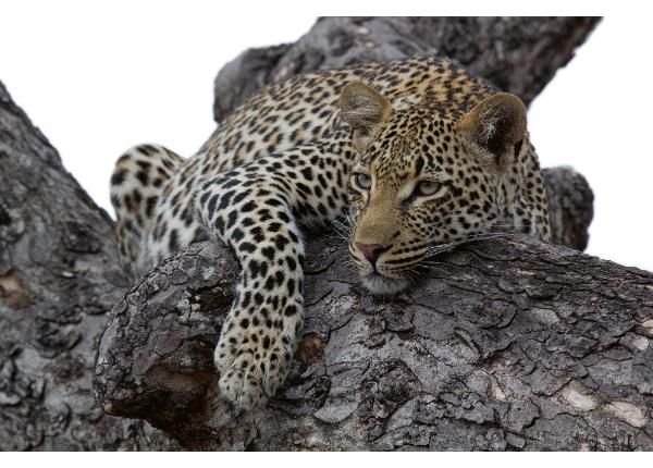 Fliis fototapeet Leopard In Tree