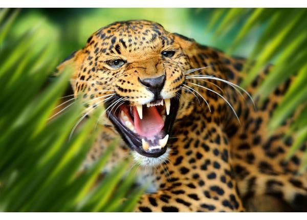 Fliis fototapeet Leopard Portrait In Jungle