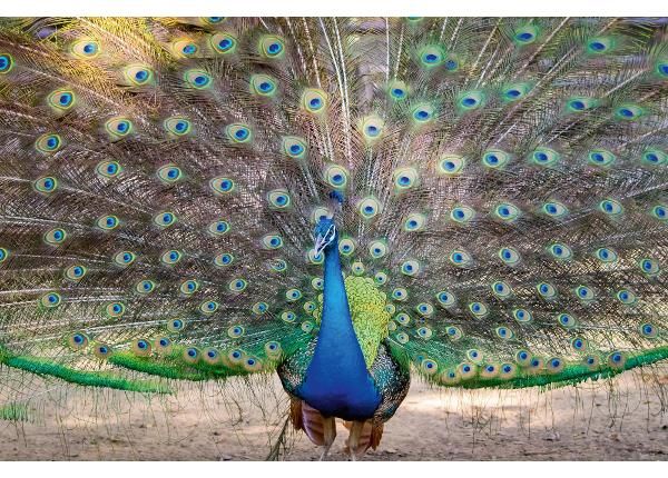 Fliis fototapeet Peacock Showing Its Beautiful Feathers