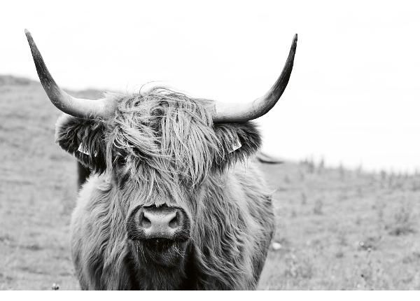 Fliis fototapeet Scottish Cow 
