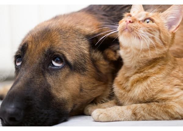 Isekleepuv fototapeet Cat And Dog Together