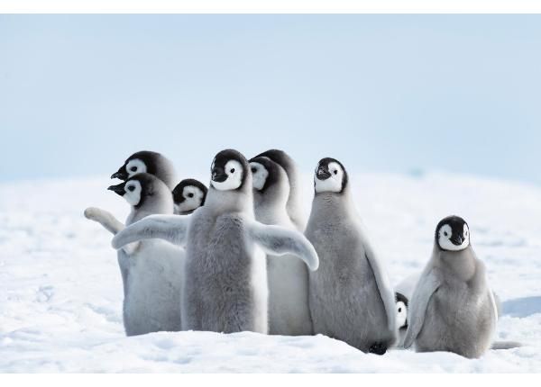 Isekleepuv fototapeet Emperor Penguins Chicks