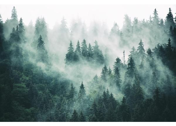 Isekleepuv fototapeet Foggy Forest