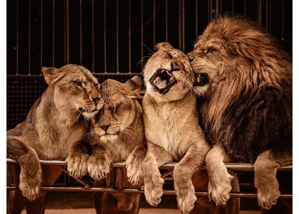 Isekleepuv fototapeet Lion And Three Lioness