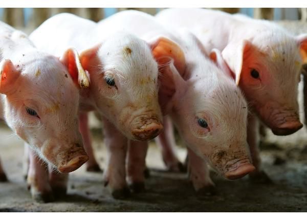 Isekleepuv fototapeet Small Pigs In The Farm