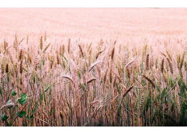Isekleepuv fototapeet Wheat Field