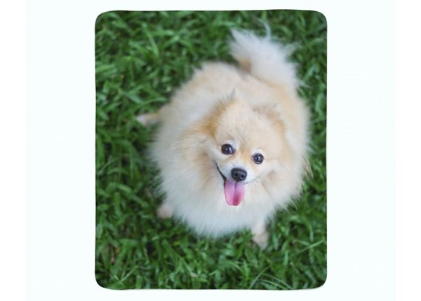 Pleed Happy Pomeranian Dog