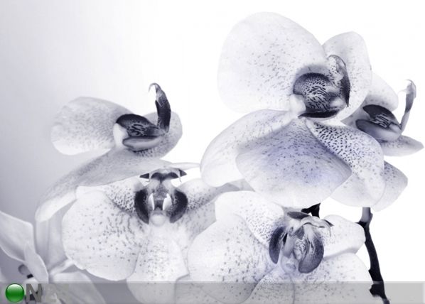 Fototapeet Orchids 360x254 cm
