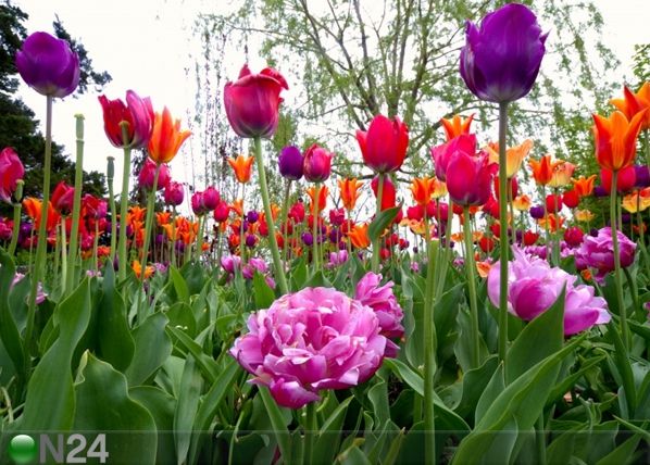 Fliis-fototapeet Tulips and peonies 360x270 cm