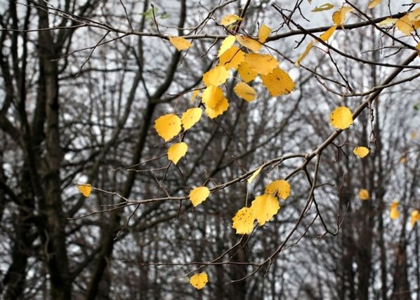 Fliis-fototapeet Yellow leaves 360x270 cm