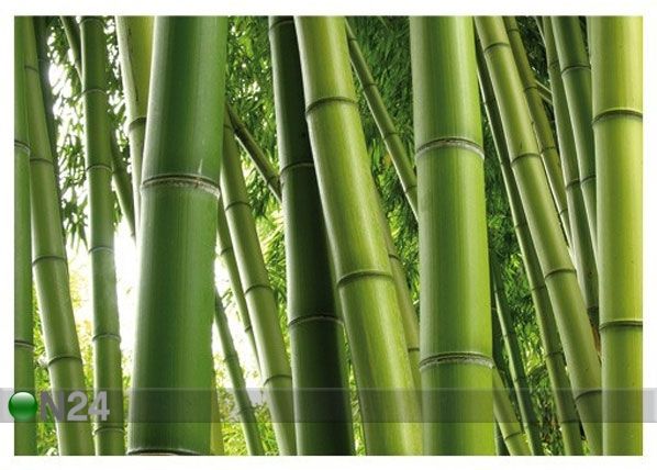 Fototapeet Paradise of Bamboo 400x280 cm