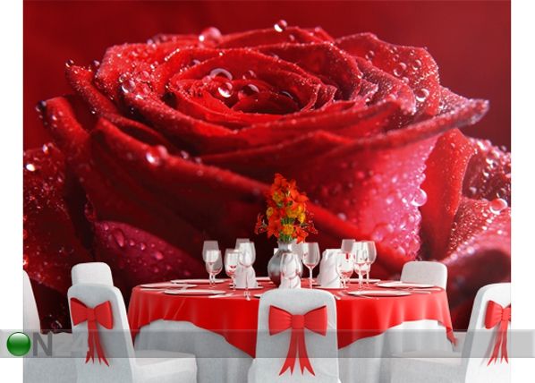 Fototapeet Proud red rose 400x280 cm