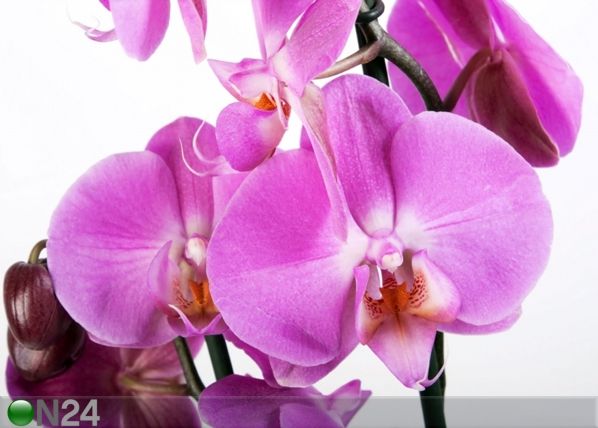 Fototapeet Purple orchid 360x254 cm