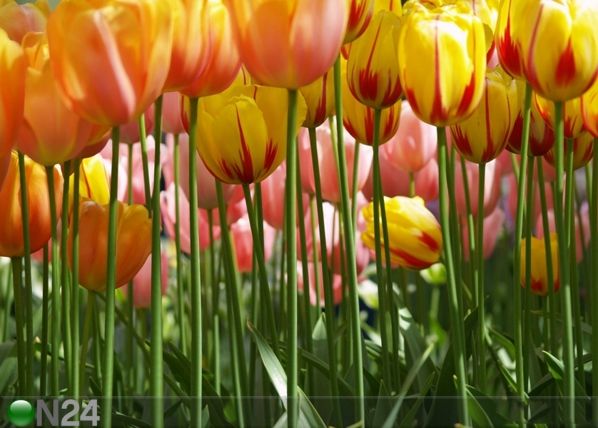 Fototapeet Tulips 360x254 cm