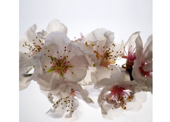 Pimendav fotokardin Flowers 280x245 cm