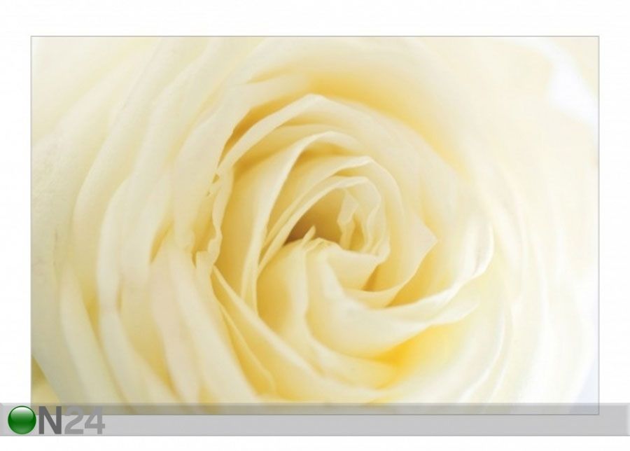 Fliis fototapeet White Rose suurendatud