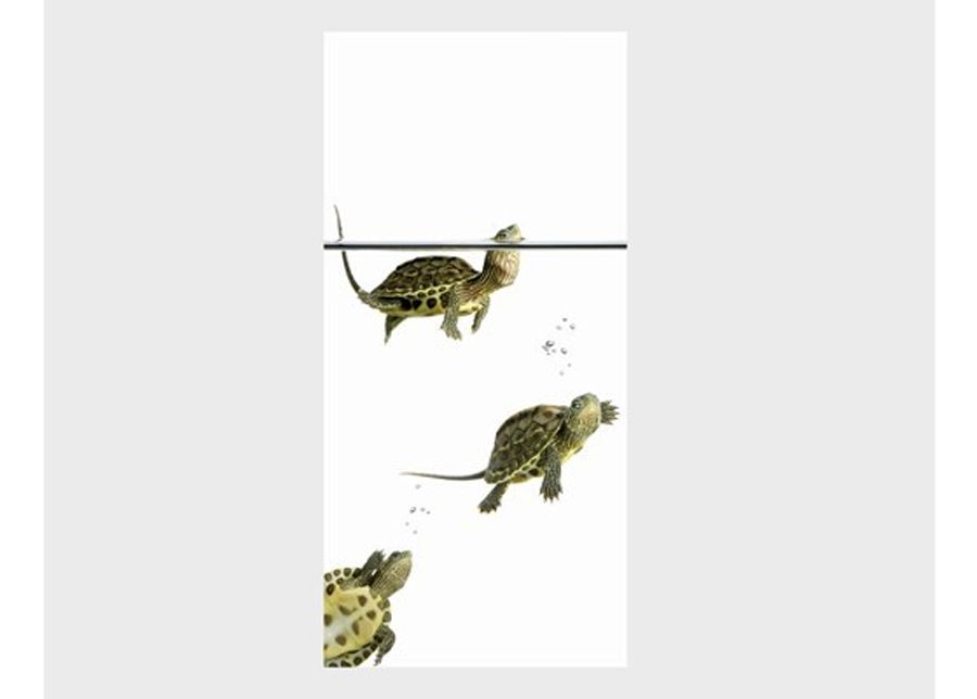Fototapeet Diving Turtles 100x210cm suurendatud