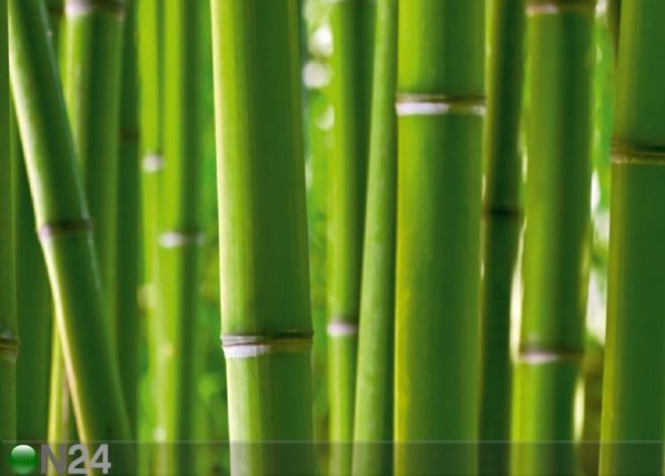 Fliis-fototapeet Bamboo 360x270 cm