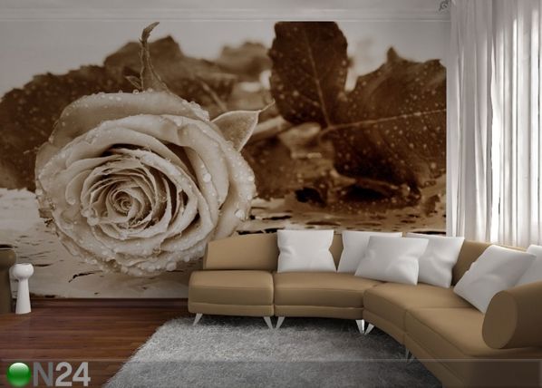 Fototapeet Black and white rose 360x254 cm