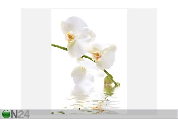 Fototapeet Orchid waters 200x280cm