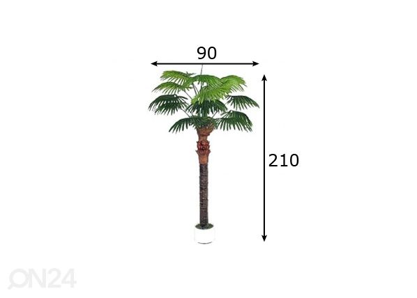 Palmipuu 210cm mõõdud