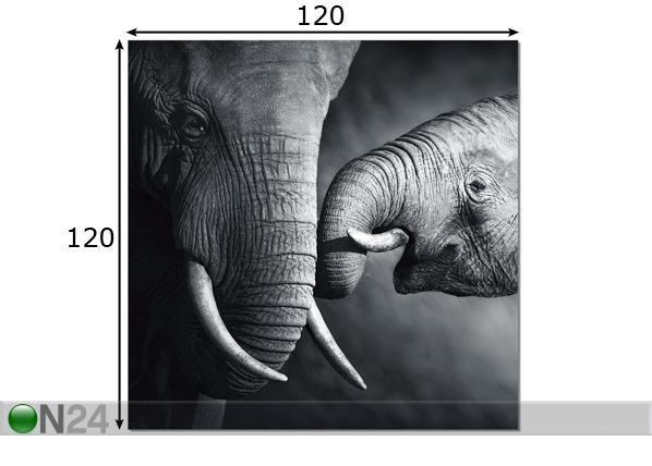 Seinapilt Elephants 120x120 cm mõõdud