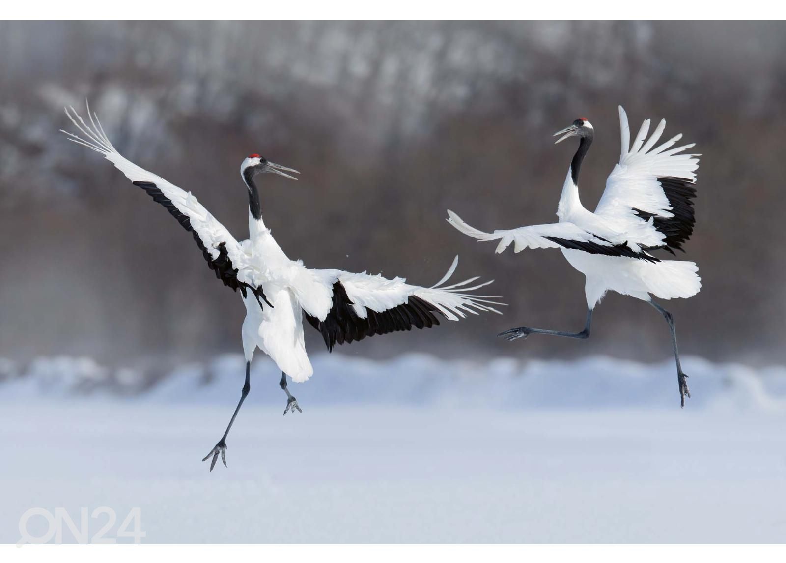 Fliis fototapeet Dancing Pair Of Red-crowned Crane suurendatud