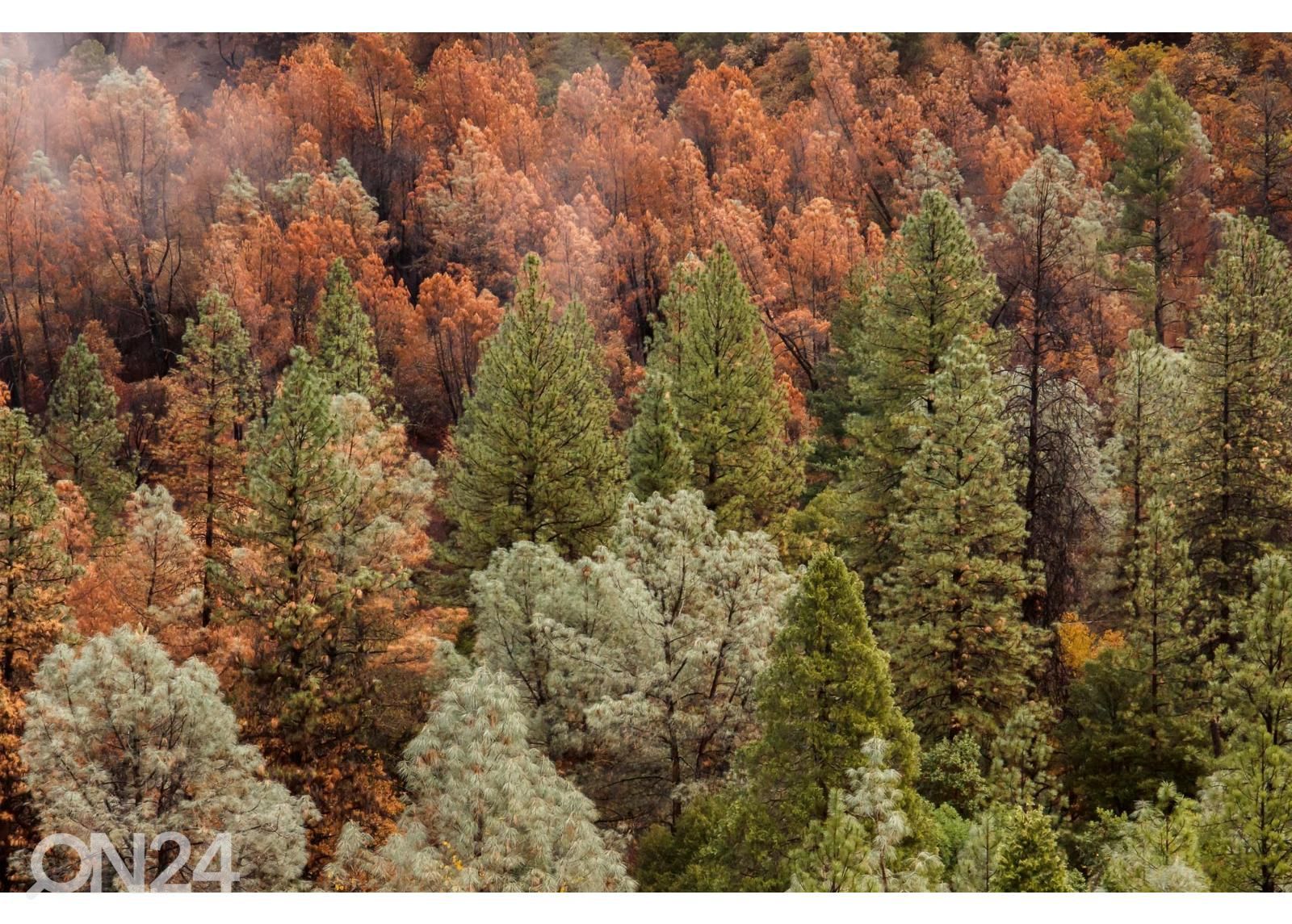 Isekleepuv fototapeet Beautiful Forest suurendatud