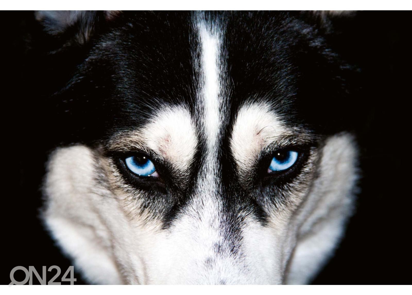 Isekleepuv fototapeet Blue Eyes Husky suurendatud