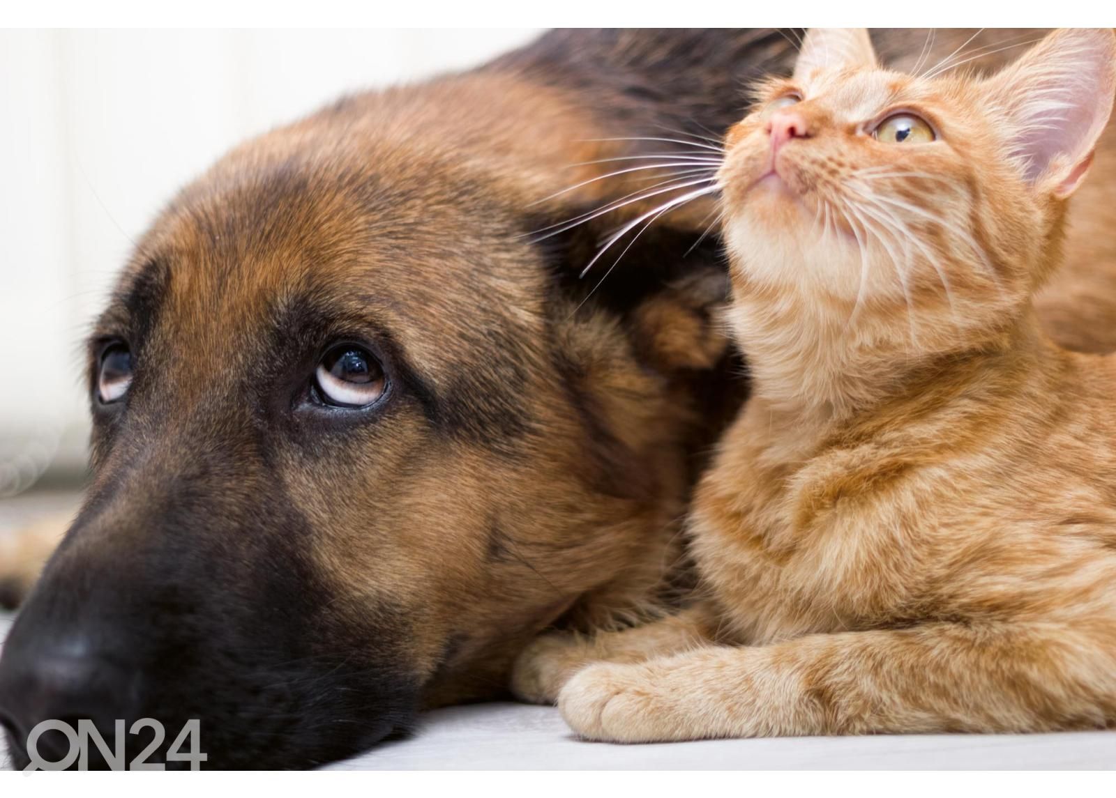Isekleepuv fototapeet Cat And Dog Together suurendatud