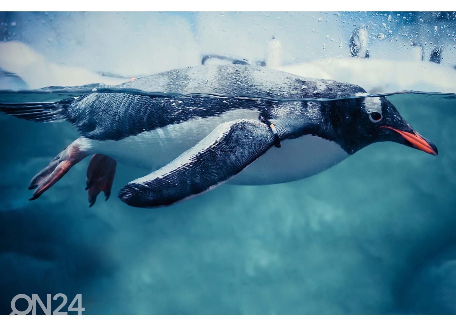 Isekleepuv fototapeet Gentoo Penguin Swimming Marine Life suurendatud