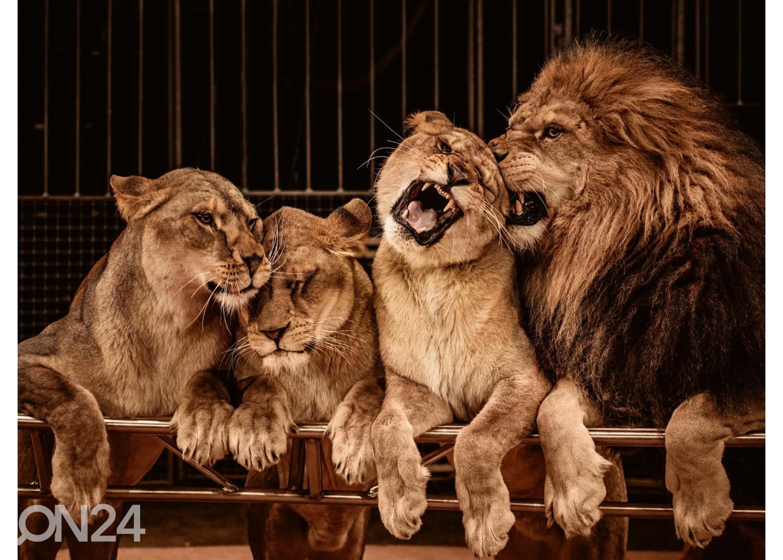 Isekleepuv fototapeet Lion And Three Lioness suurendatud