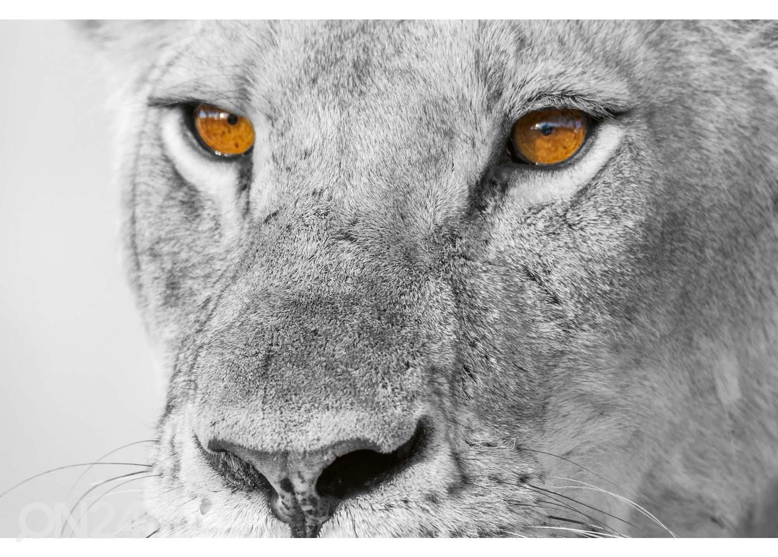 Isekleepuv fototapeet Panthera Leo suurendatud