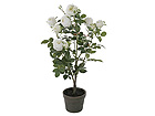 Valge roos 95 cm SH-13593