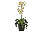 Kollane Orhidee vanda 85 cm SH-13602