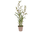 Kirju Orhidee leopardik&auml;pp 110 cm SH-13605