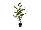 Viinamarja taim 160 cm SH-13638