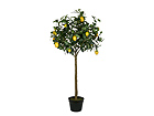 Sidrunipuu 140 cm SH-13648