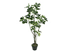 Aralia 120 cm SH-13672