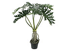 Filodendron 140 cm SH-13688