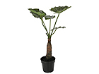 Taro 77 cm SH-13690
