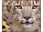 Pilt Cheetah 103x123 cm AL-16715