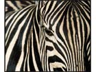 Pilt Zebra 103x123 cm AL-16717
