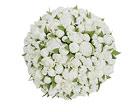 Pojengi pall &Oslash; 25 cm SH-18002