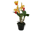 Orhidee Cattleya 32 cm SH-18030