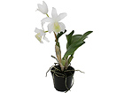 Orhidee Cattleya 32 cm SH-18031