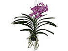 Rippuv Orhidee Vanda 70 cm SH-18039