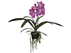 Rippuv Orhidee Vanda 46 cm SH-18041