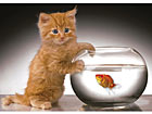 Ravensburger puzzle 50x70 cm RO-19071