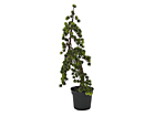 M&auml;gim&auml;nd potis 90 cm SH-20532